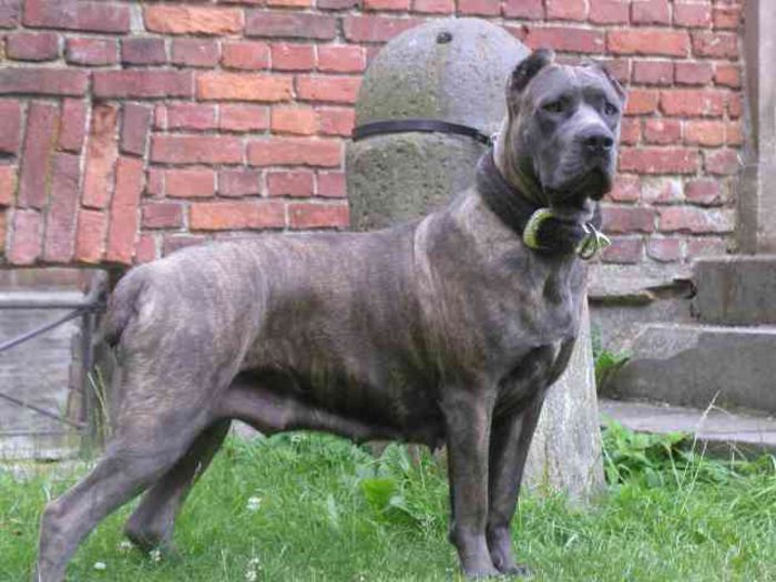 Cane Corso (2)