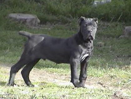 Cane Corso - H - the best dogs