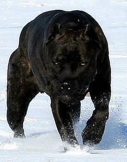 Cane-Corso (3) - H - the best dogs