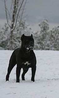 cane-corso - H - the best dogs