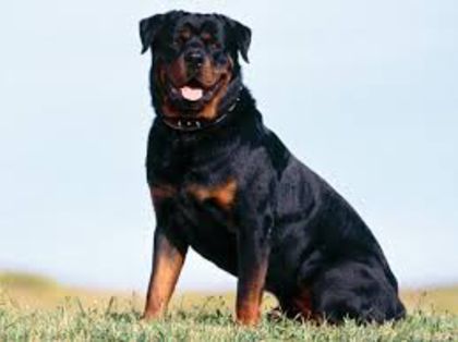 rottweiler - H - the best dogs