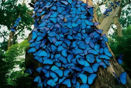 papillons-bleus - Fotografii inedite-2