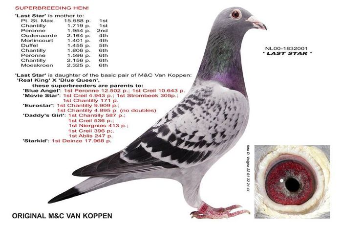 van koppen-detin fiica - BAZA PORUMBEILOR MEI-DETIN FII-FIICE SAU NEPOTI DIN ACESTE PASARI