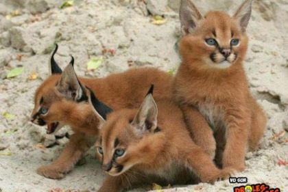 Lynx