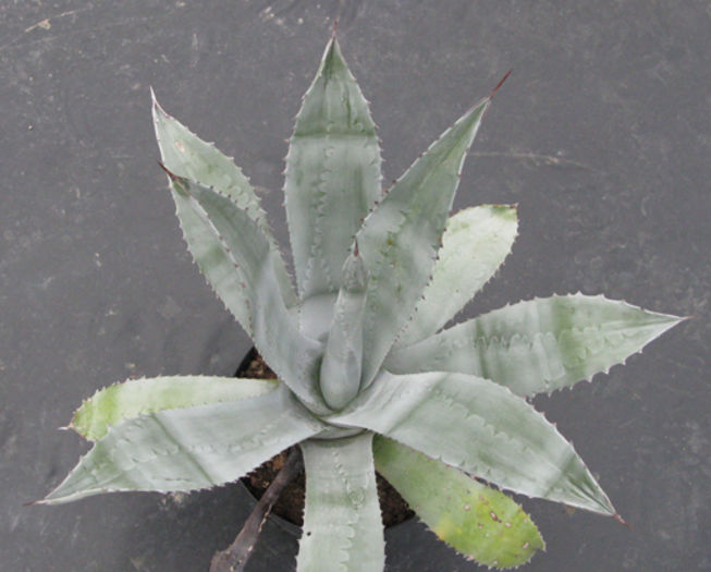 agava americana - agave colectie proprie