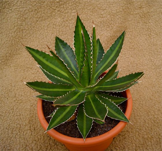 agava lophanta latifolia splendida