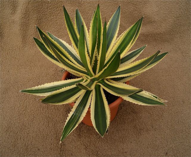 agava lophanta latifolia marginata