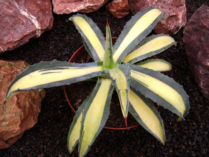 agava americana mediopicta aurea - agave colectie proprie