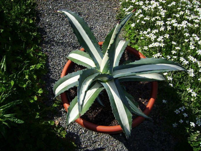 agava mediopicta alba - agave colectie proprie