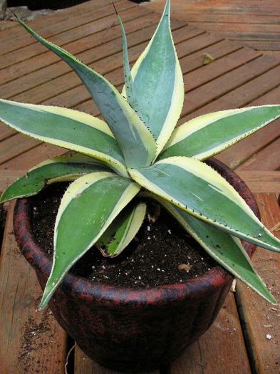 agava guiengola marginata crem brulee