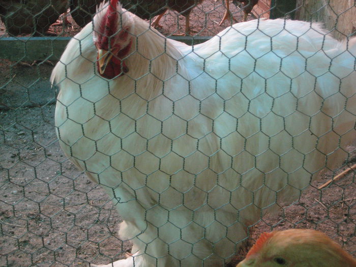 013 - cocos cochi alb
