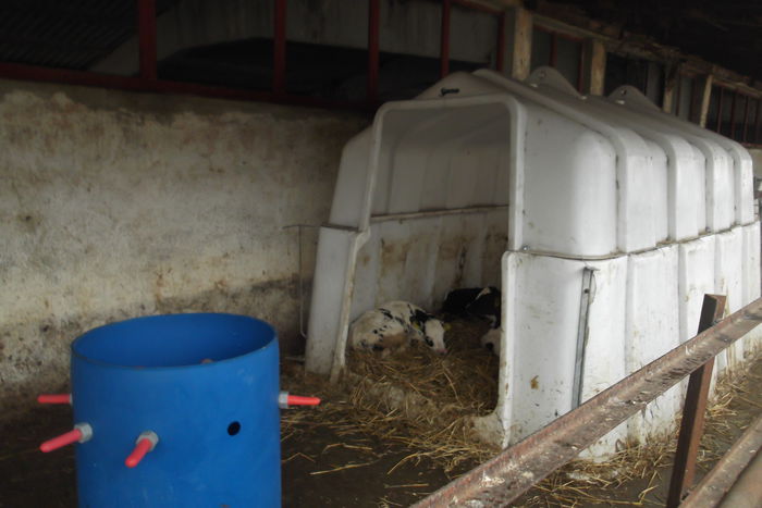 DSCF5975 - Vizita la o ferma de vaci