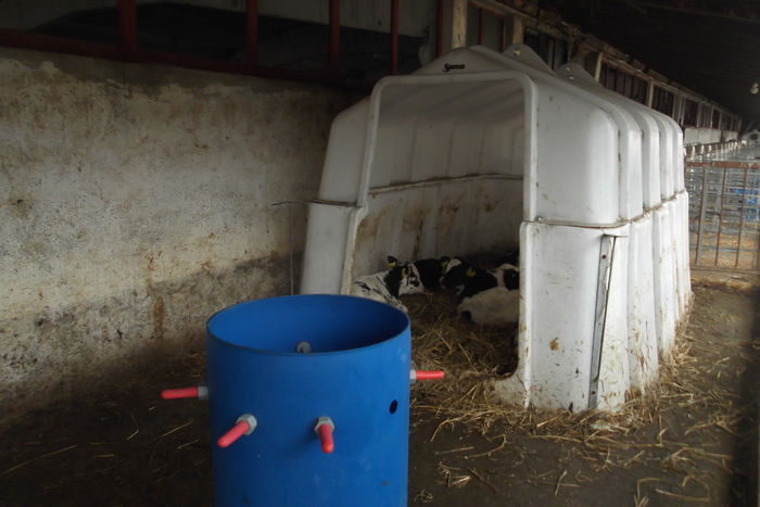 DSCF5976 - Vizita la o ferma de vaci