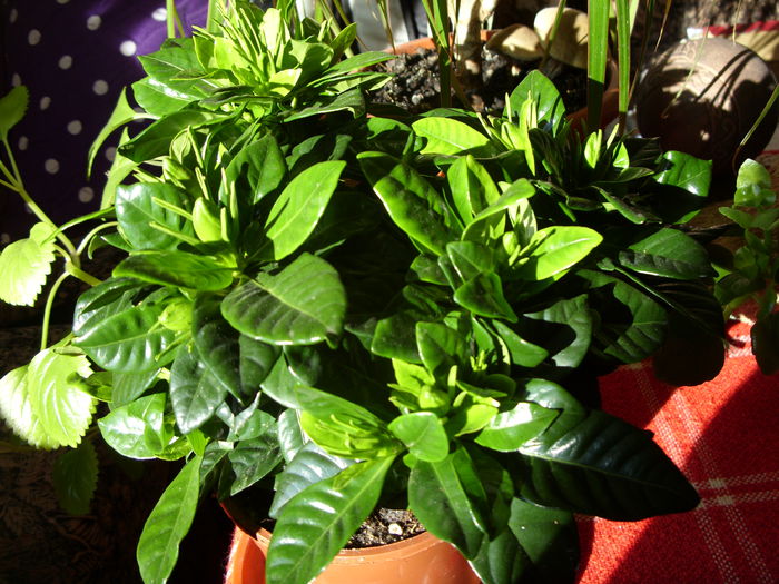 Gardenia jasminoides