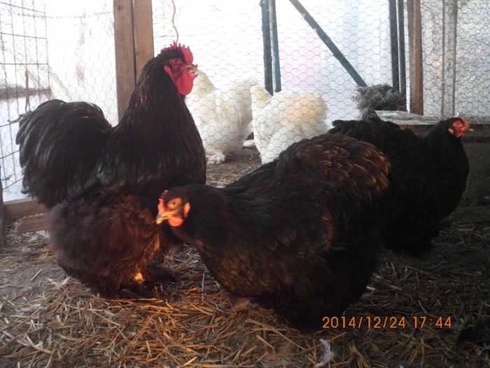 10013413_1581486438751822_6947031020500373212_o