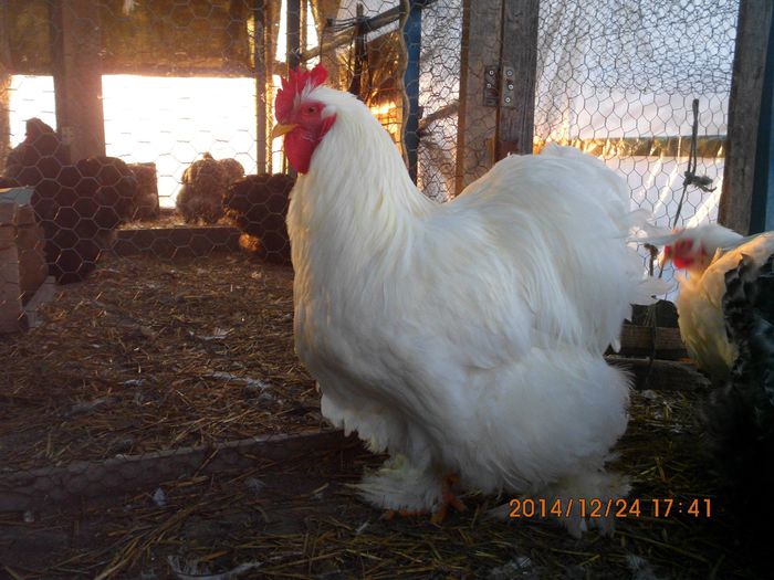 10848899_1581486975418435_7331469664615538719_o