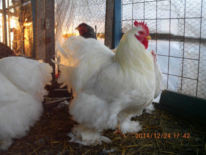 10848962_1581486515418481_1251587231705162809_o