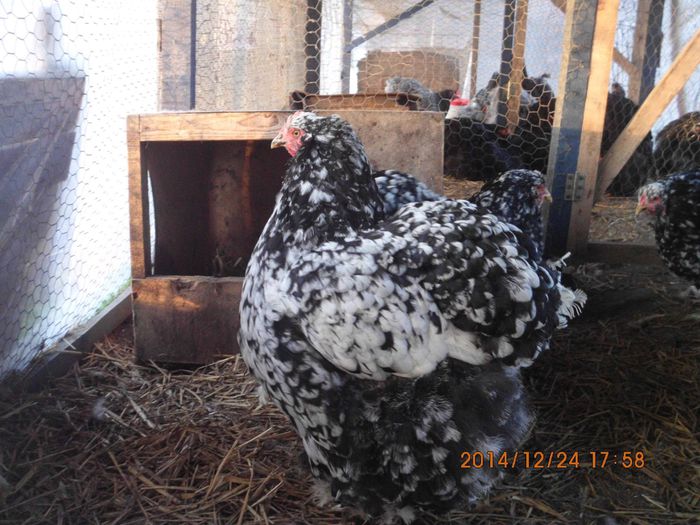 10863767_1581487142085085_5459572749018236064_o