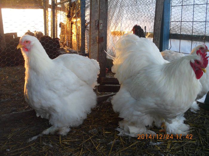 10869742_1581487175418415_4737852436843269067_o