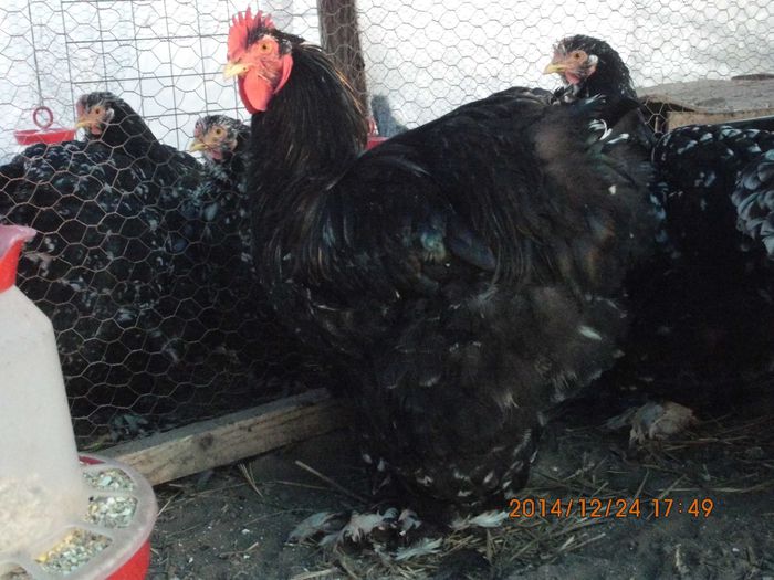 10869894_1581486838751782_3623816496431853946_o