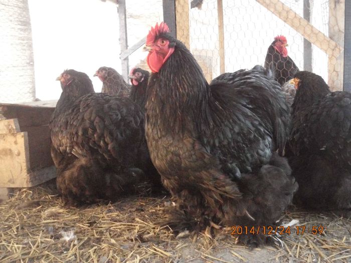 10887359_1581487218751744_7469255835438730754_o