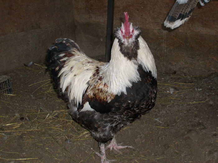metis 2