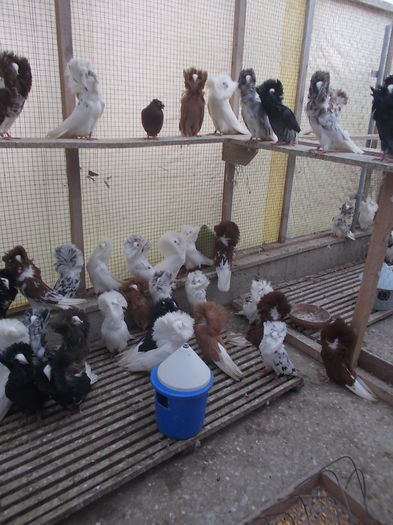 gulerati pui 25 dec 014