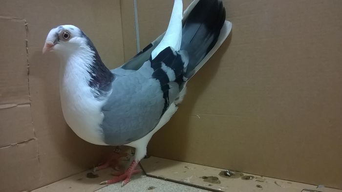 = F 2014 = - 5-PUI 2014