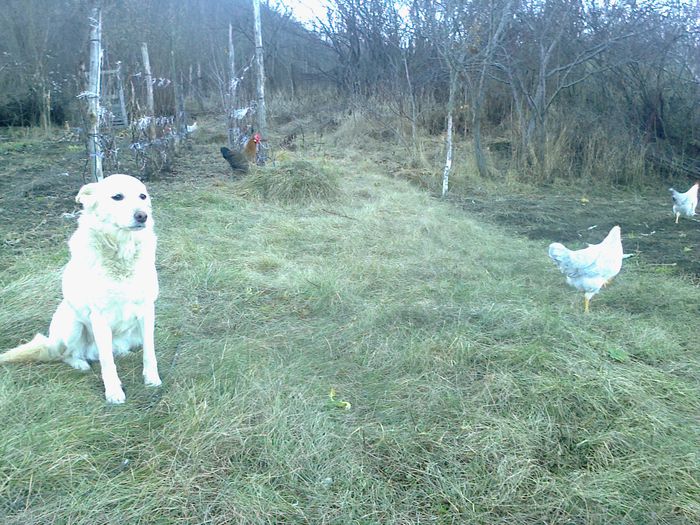 Fotografie0437; are 10 ani, este o babuta deja.
