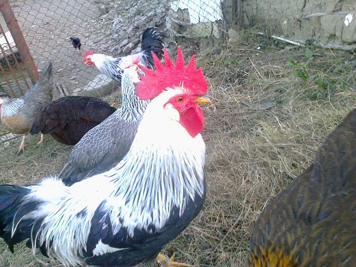 Fotografie0468; baronica
