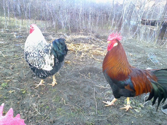 Fotografie0476; voda si cantaretul wiandotte
