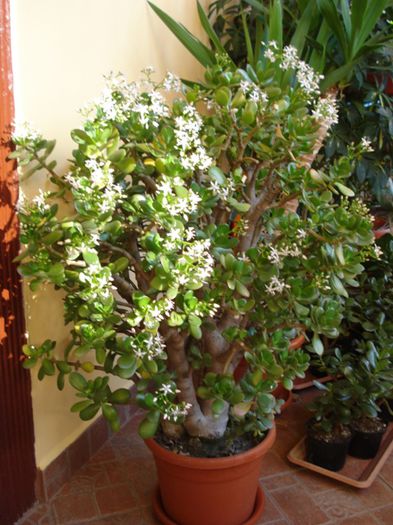 flori de iarna (1) - crassula ovata