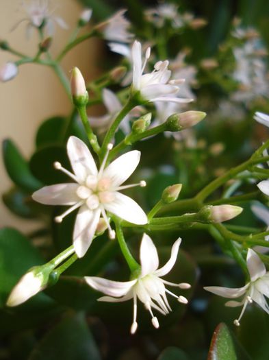 flori de iarna (6) - crassula ovata
