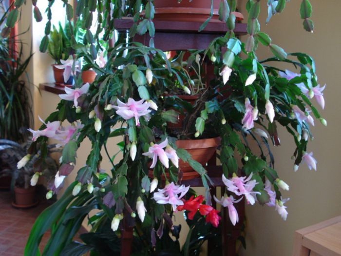 stropi de culoare (1) - zygocactus si schlumbergera