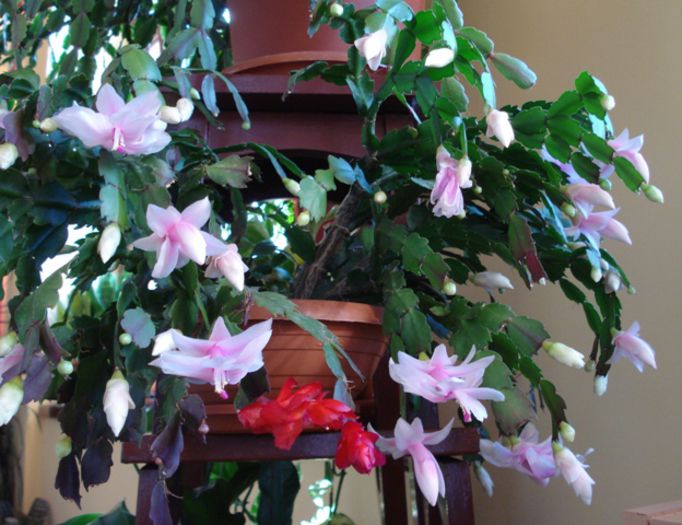 stropi de culoare (2) - zygocactus si schlumbergera