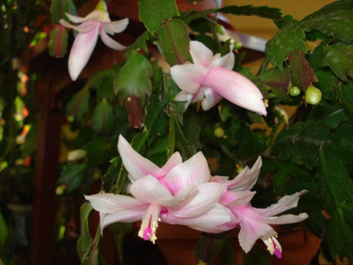 stropi de culoare (3) - zygocactus si schlumbergera