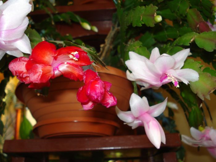 stropi de culoare (5) - zygocactus si schlumbergera