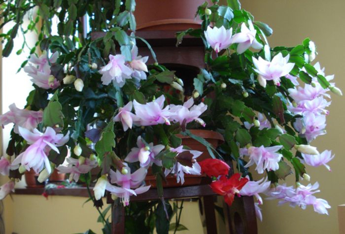 stropi de culoare (8) - zygocactus si schlumbergera