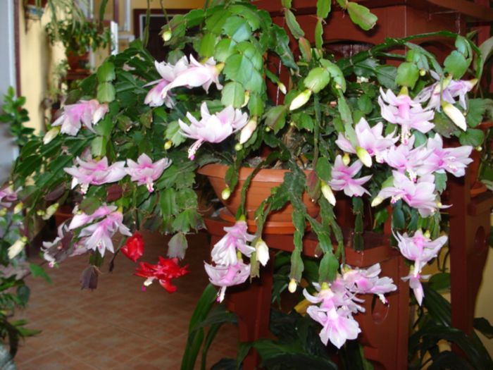 stropi de culoare (9) - zygocactus si schlumbergera