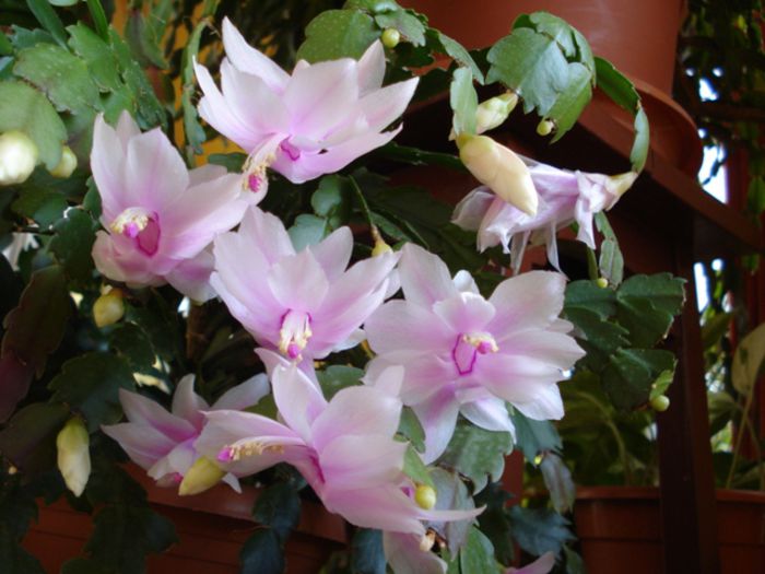 stropi de culoare (10) - zygocactus si schlumbergera