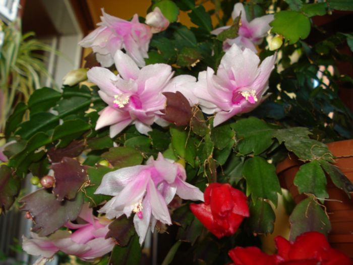 stropi de culoare (11) - zygocactus si schlumbergera