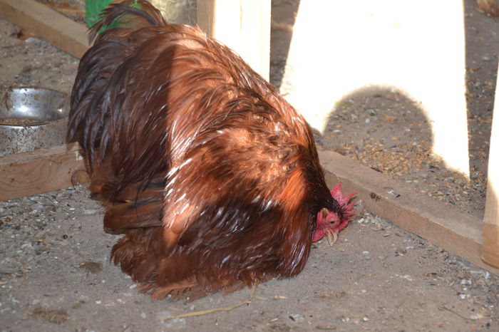 TATĂL - COCHINCHINA ROSU