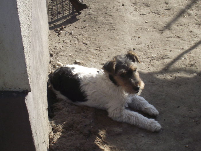 DSCF9773 - FoxTerrier