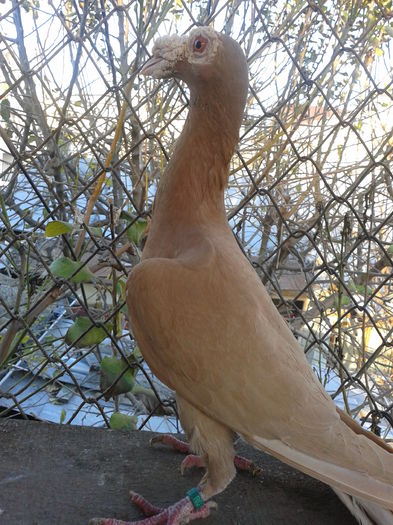 Fotografie0110 - Carieri