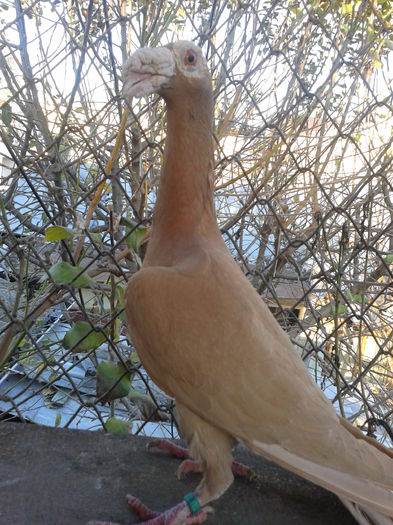 Fotografie0111 - Carieri