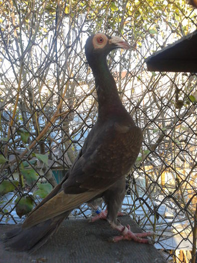 Fotografie0112 - Carieri