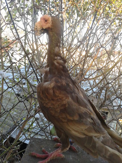 Fotografie0122 - Carieri