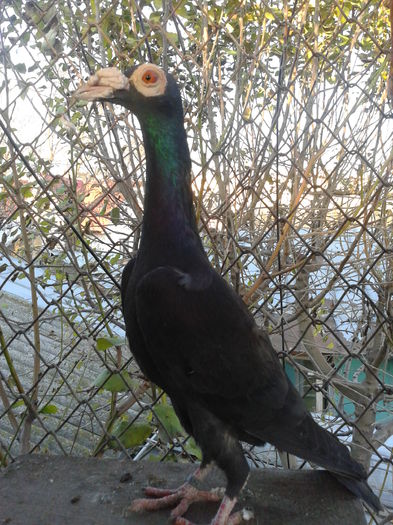 Fotografie0129 - Carieri