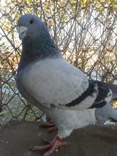 Fotografie0097 - Standard