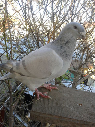 Fotografie0103 - Standard